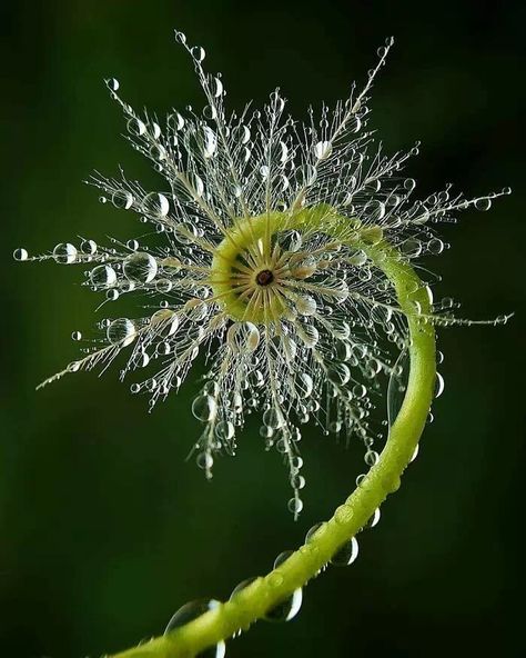 35 photos qui prouvent que la Nature peut se montrer aussi magnifique qu'effrayante Macro Fotografia, Fiddlehead Fern, Foto Macro, A Dandelion, Foto Tips, Morning Dew, Dew Drops, Water Droplets, Jolie Photo