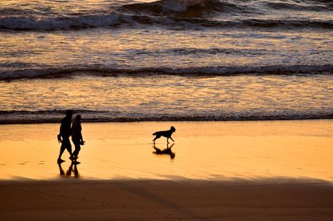 Walking Dog On Beach, Family Dog Photos, Fistral Beach, Vision Board Pics, Uk Beaches, Beach Dog, Painting Reference, Fotos Ideas, Beach Walks