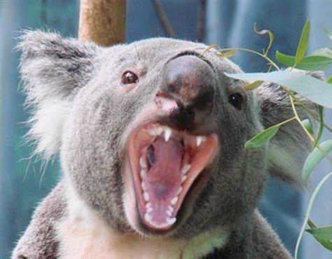 Never fear, koala bear is here...in your nightmares Koala Tattoo, Koala Drawing, Drop Bear, Australia Funny, The Wombats, Sleep Love, 23 March, Australia Animals, Australian Animals