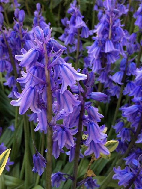 Blue Flower Names, English Bluebells, Spanish Bluebells, Cottage Garden Plants, Flower Names, Deciduous Trees, Nature Plants, Companion Planting, The Hundreds