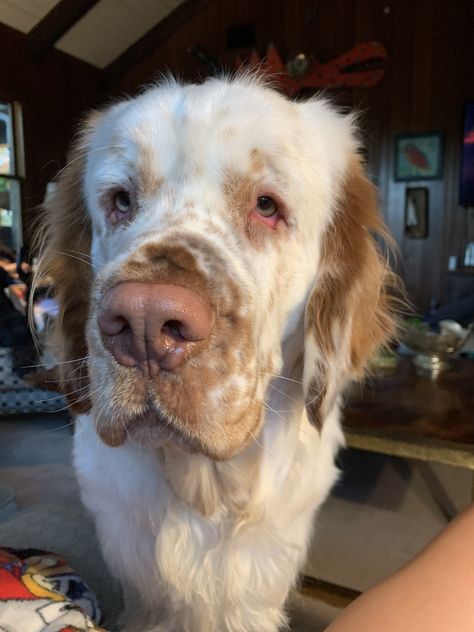 Life with a Clumber Spaniel Cumberland Spaniel, Climber Spaniel, Clumber Spaniel Puppy, Unique Dogs, Clumber Spaniel, Very Cute Dogs, Pretty Dogs, Super Cute Animals, Pretty Animals