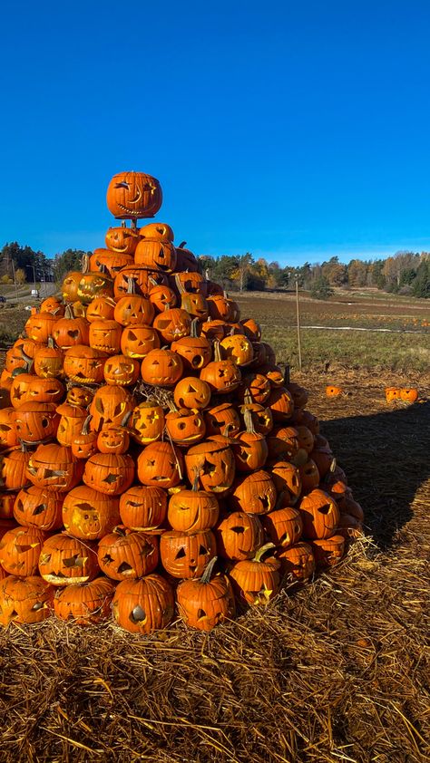 Pumpkin Installation, Galaxy Aesthetics, Spam Instagram, Pumpkin Patch Aesthetic, Fall Aesthetic Halloween, Halloween Farm, Nature Appreciation, Autumn Board, Tiny Pumpkins