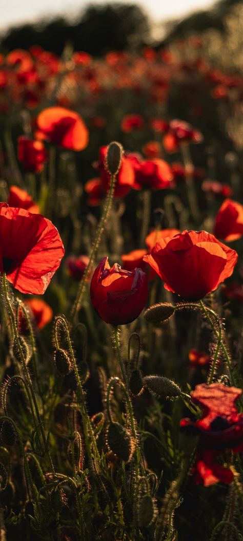 Red Poppy Flower Aesthetic, Poppy Wallpaper Iphone, Poppy Flower Aesthetic, Poppy Wallpaper, Flower Background Iphone, Iphone Wallpaper Landscape, Vintage Flowers Wallpaper, Easter Wallpaper, Wallpaper Nature Flowers