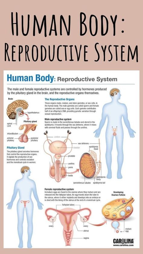 Human Reproductive System, Female Reproductive System Anatomy, Basic Anatomy And Physiology, Nurse Study Notes, Anatomy Physiology, Medical Student Study, Science Research, Female Reproductive System, Human Body Anatomy