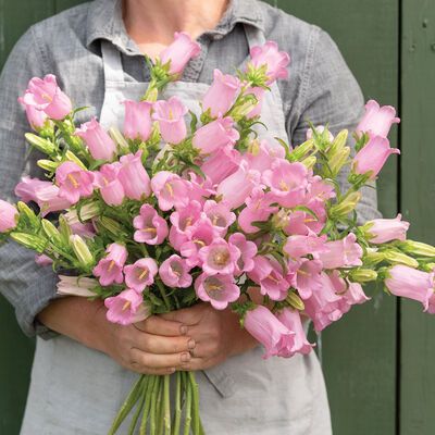 Flower Seeds & Flower Bulbs | Johnny's Selected Seeds Pink Bellflower, Campanula Flowers, Spring Crops, Sensitive Plant, Strawberry Seed, Short Plants, Overwintering, Plant Spacing, Fresh Cut Flowers