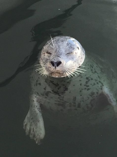 Beloved one-eyed Harbor Seal who lived in Friday Harbor, Washington 🖤 Friday Harbor Washington, Harbor Seal, Friday Harbor, Pacific Ocean, Seals, San Francisco, Washington, Water