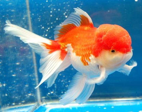 Oranda Goldfish Types, Oranda Goldfish, Goldfish Aquarium, Pet Goldfish, Goldfish Tank, Goldfish Pond, Amazing Animal Pictures, Golden Fish, Therapy Animals