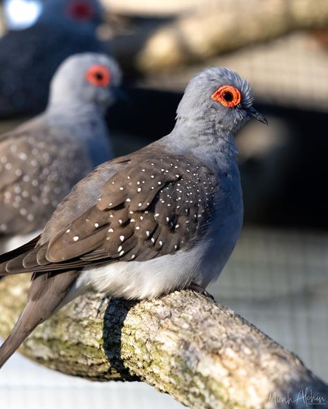 Diamond Dove - Geopelia cuneata Australia’s smallest dove species Measuring only at 19-24cm! • • • • • #birdsofinstagram #birdphotography #bird #onlinestore #prints #canonphotography #photography #canon #wildlifephotography #canonaustralia #website #landscapephotography Diamond Dove, Photography Canon, Canon Photography, Bird Photography, Wildlife Photography, Pet Birds, Landscape Photography, Canon, Birds