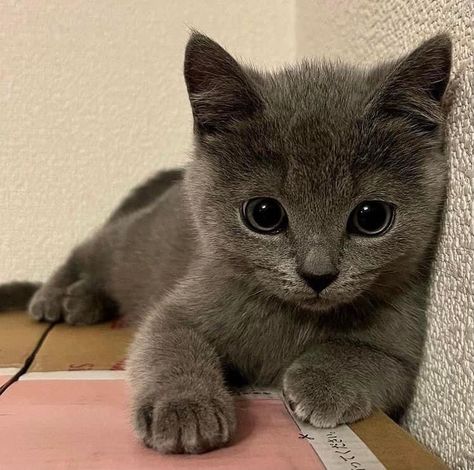 Russian Blue Kitten, Russian Cat, Dream's Cat, Russian Blue Cat, Puppies And Kitties, Silly Cats Pictures, Cute Cats Photos, Blue Cat, Russian Blue