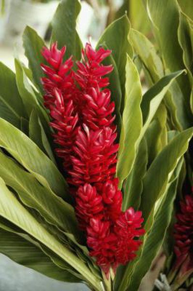 Torch gingers (Nicolaia elatior) have many common names including red ginger lily, torch lily, wild ginger and Philippine wax flower. Torch gingers are tropical plants that grow well as perennials in U.S. Department of Agriculture plant hardiness zones 9b through 11 in well-drained soil and bright sunlight. The ... Ginger Plant Flower, Torch Ginger Flower, Ginger Plants, Lily Care, Ginger Rhizome, Flower Reference, Torch Ginger, Ginger Lily, Ginger Plant