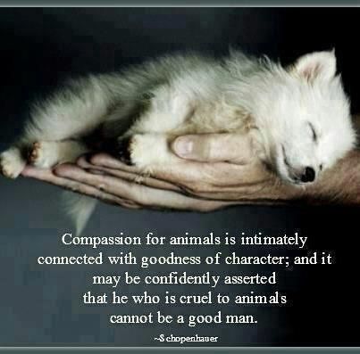 compassion for animals | by Tahneelynn Animal Quotes, Dog Quotes, A Quote, Mans Best Friend, Animals Friends, I Love Dogs, Animals Beautiful, Dog Love, Animal Rescue