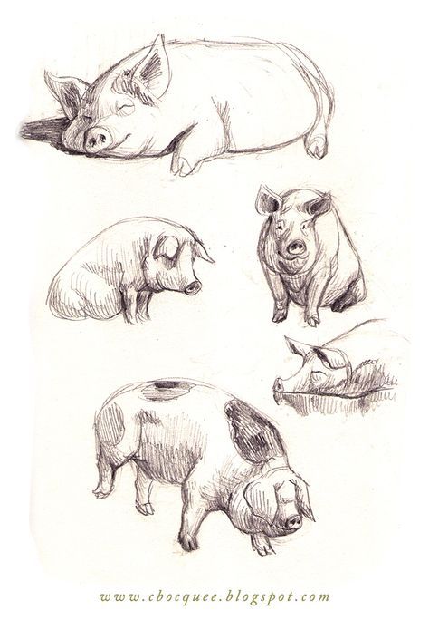 pencil drawing of pig - Google Search Three Pigs, Some Drawings, Pencil Drawing, Pigs, To Draw, Pencil, Screen, Google Search, Drawings