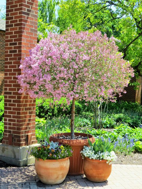 Pots Around Tree, Potted Cherry Blossom Tree, Trees In Pots Outdoors, Trees In Pots Outdoors Uk, Potted Lilac, Trees For Garden, Potted Trees Patio, Tree With Purple Flowers, Lilac Standard Tree