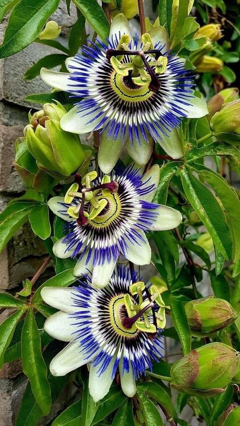 Passiflora caerulea, the blue passionflower,  bluecrown passionflower or common passion flower Maypop Passion Flower, Passionfruit Flower, Passion Fruit Flower, Blue Passion Flower, Fast Growing Vines, Growing Vines, Strange Flowers, Garden Aesthetic, Unusual Plants