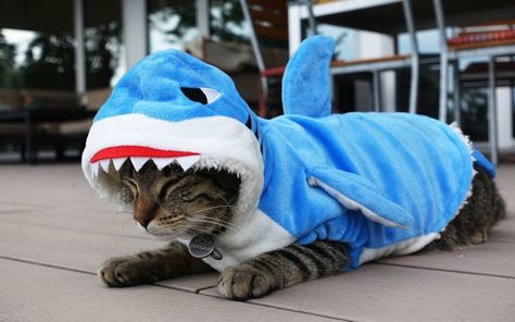 Cat wearing shark costume Cat Shark Costume, Woody Toy Story Costume, Girls Vampire Costume, Shark Outfit, Cat Shark, Shark Costume, Toy Story Costumes, Shark Costumes, Animal Costumes