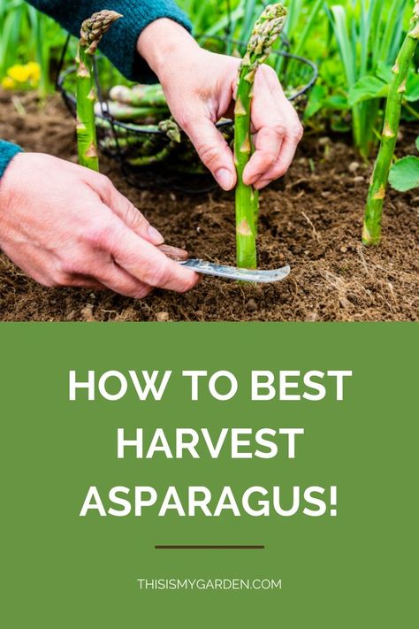 Asparagus Patch, Plant Asparagus, Grow Asparagus, Growing Asparagus, Asparagus Plant, Eden Garden, Vertical Vegetable Garden, Vegetable Garden Raised Beds, Organic Pesticide