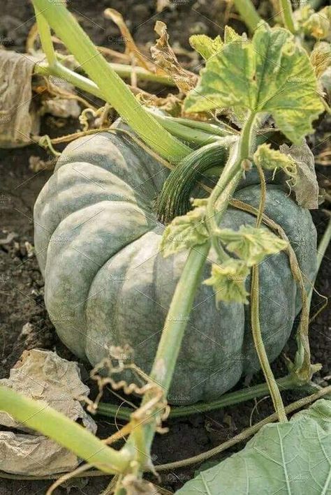 Food To Draw, Autumn Board, Pumpkin Vine, Autumn Green, The Pumpkin King, Pumpkin Projects, Headless Horseman, Pumpkin Leaves, Pumpkin King