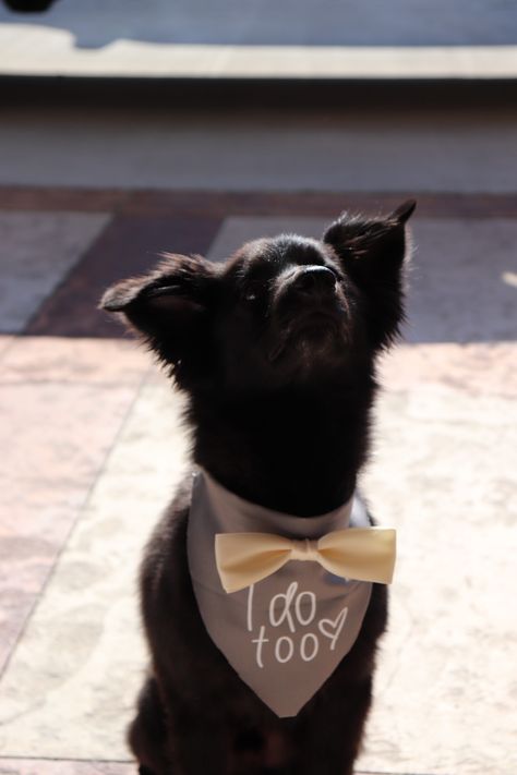 Dog Bow Tie Wedding, Tuxedo Bandana For Dogs, Dog Wedding Bowtie, Dog In Bowtie, Puppy Bow Tie, Bow Tie Wedding, Wedding Ties, Dog Bows, Dog Bowtie