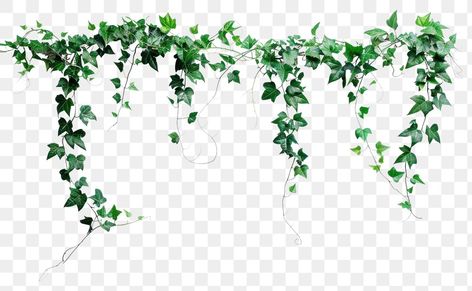 Green hanging ivy vine decoration | free image by rawpixel.com / Boom Vines Png, Ivy Tree, Hanging Ivy, High Wallpaper, Ivy Plant, Land Design, Vine Decoration, Photoshop Hair, Plant Icon