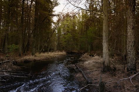 Mullica River | New Jersey Pine Barrens. | Velixir | Flickr Pine Barrens New Jersey, Pine Barrens, Southern Gothic, Vienna, New Jersey, Forest, Quick Saves