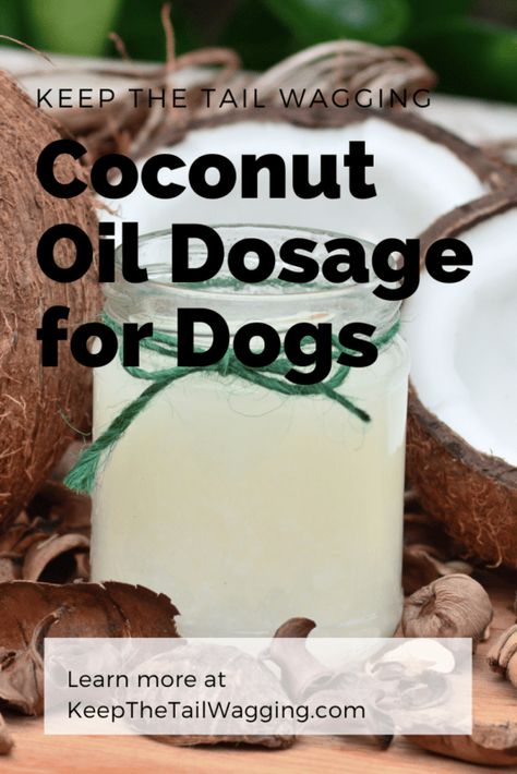 Coconut For Dogs, Dog Health Care Coconut Oil, Coconut Oil In Dog Food, Is Coconut Oil Good For Dogs, Coconut Oil And Dogs, Benefits Of Coconut Oil For Dogs, Coconut Oil For Dogs How To Use, Coconut Oil For Dogs Skin Allergies, Coconut Oil Treats For Dogs