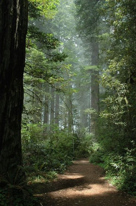 Redwood Sorrel, Wax Myrtle, Redwoods California, Fav Place, Redwood Forest, Forest Path, Have Inspiration, Tall Trees, Beautiful Forest