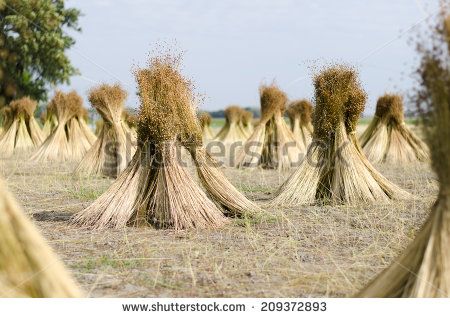 flax seed fields | Flax Stock Photos, Illustrations, and Vector Art Blue Flowering Plants, How To Wash Silk, Twin Bed Sheets, King Bed Sheets, Flax Plant, Hobby Farms, Linen Duvet Covers, Linen Duvet, Belgian Linen