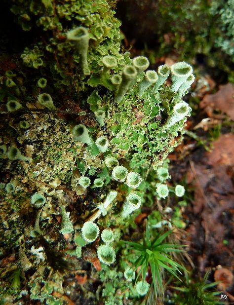 Pixie Cup Lichen, Nature Moodboard, Full Moon Party, Cheer Party, Moon Party, Mixed Media Sculpture, Just Imagine, Full Moon, Mixed Media