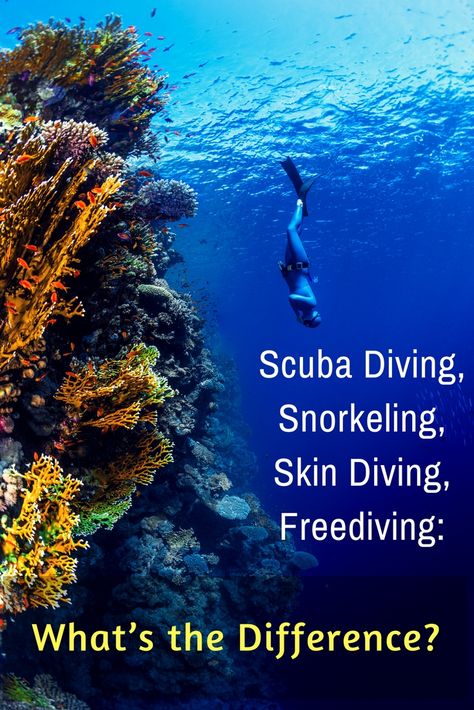 You have plenty of friends who don’t dive. Here’s how to explain to them the difference between scuba diving, snorkeling, skin diving and freediving. Thailand Activities, Koh Samui Beach, Skin Diving, Rescue Diver, How To Explain, Cave Diving, Scuba Diving Gear, Best Scuba Diving, Thailand Beaches