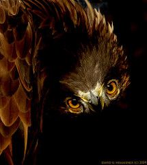 Eagle Aesthetic, Feathered Raptor, David Hemmings, Brown Eagle, Harpy Eagle, Eagle Feathers, Bald Eagles, Golden Eagle, Reptiles Pet