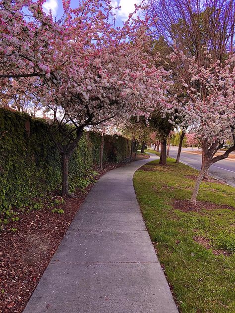 Spring Walk, Early Spring Aesthetic, End Of Spring, Pink Nature, Spring Girl, Spring Tree, Earth From Space, Pink Blossom, Spring Aesthetic