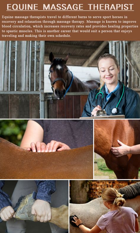 Equine Cranial Nerves, Horse Massage Therapy, Equine Massage Therapy Business, Equine Therapy Activities, Horse Stretches, Equine Bodywork, Equine Studies, Equine Massage Therapy, Horse Conformation