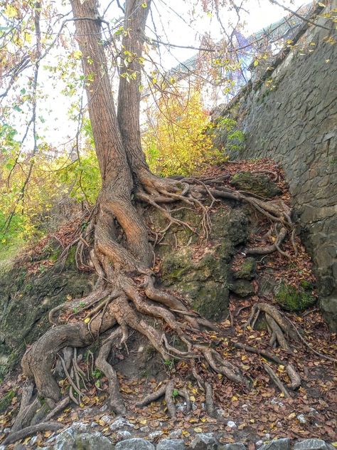 Tree Reference, Gnarled Tree, Weird Trees, Twisted Tree, Tree Root, Tree Sketches, Old Trees, Forest Garden, Ancient Tree