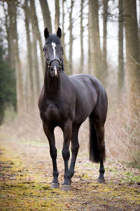 Cacharel, Belgium Kwpn Horse, Warmblood Horses, Black Horses, Most Beautiful Animals, Horse World, Beautiful Horse, All The Pretty Horses, Horse Crazy, Clydesdale