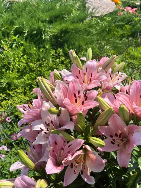 Lilies Flowers Aesthetic, Lilies Flowers, Lily Garden, Easter Lily, Boquette Flowers, Lily Plants, Pink Plant, Nothing But Flowers, Flowers Aesthetic