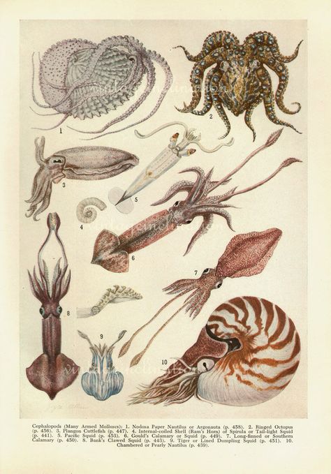 Animal Infographic, Fox Images, Molluscs, Biology Art, Science Illustration, Grey Fox, Scientific Illustration, Vintage Poster Art, Animal Posters