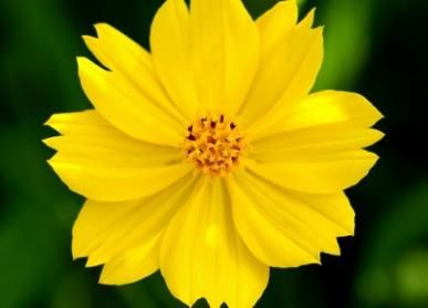 Yellow Cosmos Sulphur Cosmos, Sulfur Cosmos, Yellow Hummingbird, Cosmos Sulphureus, Butterfly Wildflower, Yellow Cosmos, Lavender Botanical, Botanical Candle, Organic Pesticide