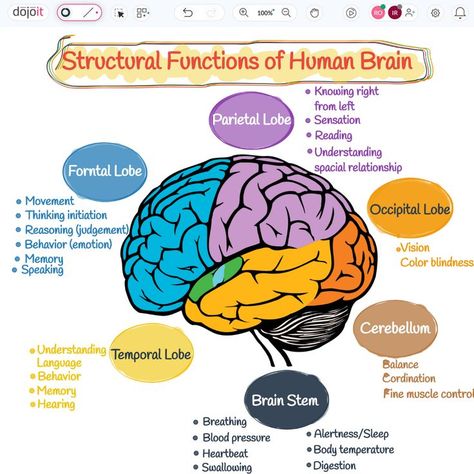 Structural Functions of Human Brain

#StructuralFunctions #BRAINWAVES #Brain #HumanBrain #LeftBrain #RightBrain #UXUIDesign #BrainArmstrong #Design #Education #Learn #Braintypes
 
https://pub.dojoit.com/LJFC86y1/Structural-Functions-of-Human-Brain

#dojoit #onlinewhiteboard

Did you find it amusing? 🤔. Save and Share it. The Brain Psychology Notes, Lobes Of The Brain And Function, Brain Structure And Functions, Part Of Brain And Function, The Human Brain Anatomy, Brain Functions Diagram, Parts Of The Brain And Its Function, Brain Function Chart, Psychology Brain Structure