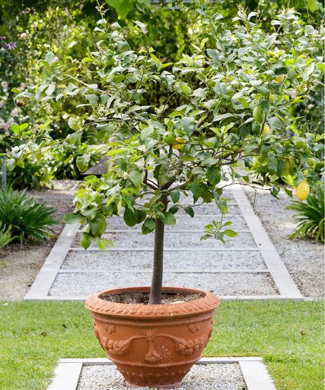 How to prune a lemon tree: expert tips to keep it in shape | Homes & Gardens Backyard Orchard, Best Indoor Trees, Large Terracotta Pots, Mediterranean Plants, Dry Garden, Indoor Trees, Japanese Maple Tree, Sloped Garden, Raised Planter