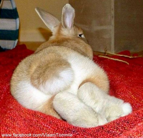 Bunny Paws, Giant Rabbit, Rabbit Life, Cute Bunny Pictures, Pet Bunny, Bunny Pictures, Honey Bunny, Funny Bunnies