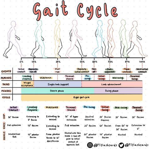 Physiotherapy Cheat Sheet, Exercise Physiology Notes, Gait Cycle, Physiotherapy Notes, Physical Therapy Notes, Physical Therapy Assistant Aesthetic, Physical Therapy Student Study, Physical Therapy Aesthetic, Physical Therapy Student Aesthetic