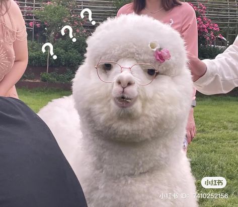 Llama Alpaca, Fan Service, Watch Wallpaper, Anime Scenery, My Vibe, Baby Animals, Alpaca, Cute Animals, Memes