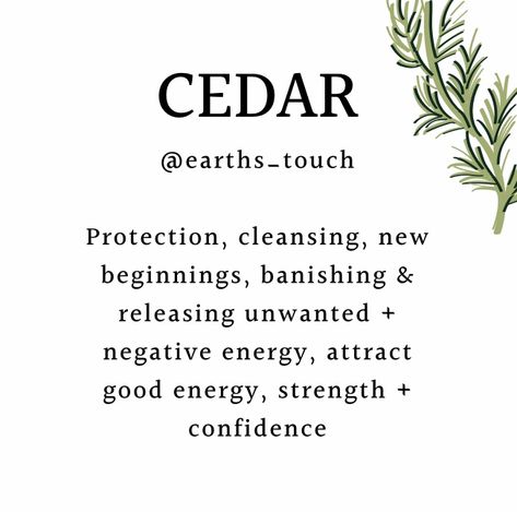 Magical Properties Of Cedar, Cedar Spiritual Meaning, Cedar Wood Spiritual Meaning, Pine Needle Witchcraft, Cedar Magical Properties, Cedar Smudge Benefits, Cedar Witchcraft, Cedar Meaning, Cedar Properties