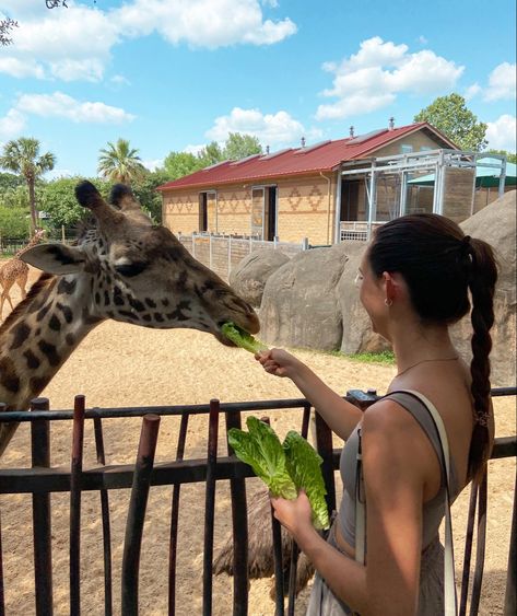 Funny date picture inspo #zoo #giraffe #pictures #aesthetic #hairinspo Feeding Giraffe Pictures, Zoo Pics Ideas, Zoo Aesthetic Date, Zoo Asthetic Picture, Zoo Trip Aesthetic, Zoo Instagram Pictures, Zoo Aesthetic With Friends, Zoo Pictures Ideas, Zoo Photo Ideas