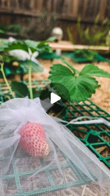 How To Protect Strawberry Plants, Protecting Strawberry Plants, Strawberry Garden, Growing Strawberries, Strawberry Plants, In Addition, Companion Planting, Kitchen Garden, Grow Your Own