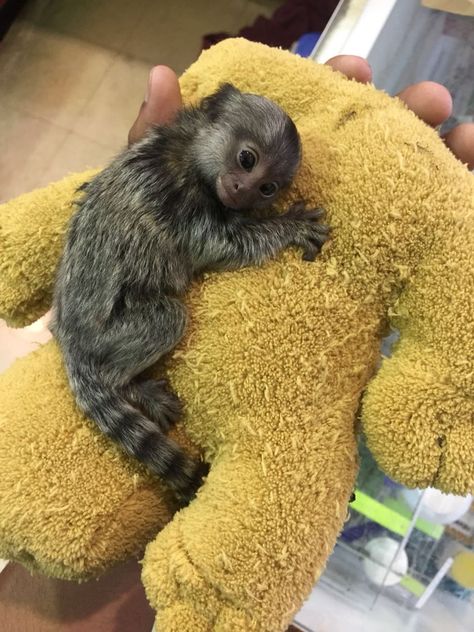 monkey small monkey marmoset monkey squirrel monkey finger monkey Monkey Habitat, Monkey Breeds, Finger Monkey, Big Dogs Breeds, Biggest Dog In The World, Marmoset Monkey, Pet Anime, Tiny Monkey, Small Monkey