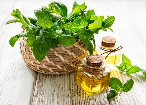 Organic essential mint oil with green le... | Premium Photo #Freepik #photo #medical #nature #table #beauty Mint Oil, Mint Plants, Vine Leaves, Nature Table, Aroma Oil, Tropical Drink, Fresh Mint Leaves, Cabbage Rolls, Essential Oil Bottles