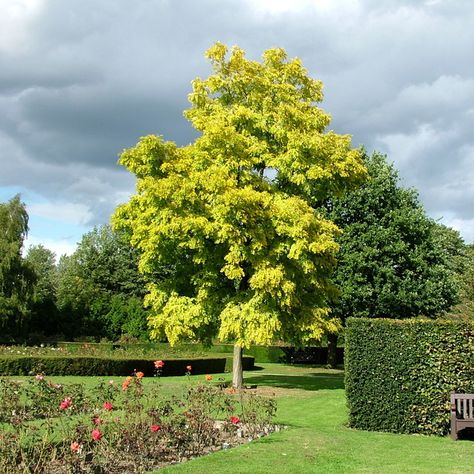 Acacia dealbata - (Mimosa, Silver Wattle) Acacia Dealbata Tree, Acacia Dealbata, Cassia Fistula, Yellow Mimosa, Japanese Inspired Garden, Beach House Garden, Mimosa Flowers, Architectural Plants, Seaside Garden