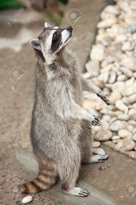 Raccoon Standing, Racoon Tattoo, Cute Raccoon, Raccoon Funny, Trash Panda, Racoon, Sweet Animals, Book Characters, Cute Funny Animals