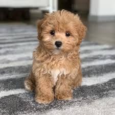 xxlillyxx's Shop in 2022 | Maltipoo dog, Maltipoo puppy, Puppies White Maltipoo Puppy, White Maltipoo, Haircut Idea, Maltipoo Dog, Maltipoo Puppies, Maltipoo Puppy, Cavapoo Puppies, Cute Animals Puppies, Very Cute Dogs